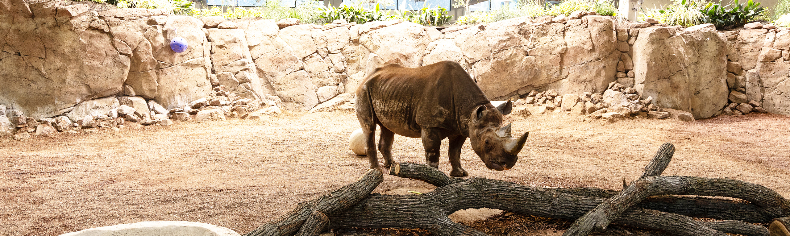 MKE Zoo Rhino Exhibit 1_WEB