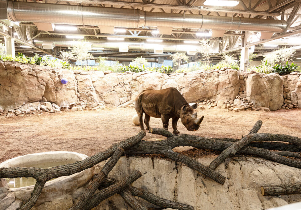 MKE Zoo Rhino Exhibit 1