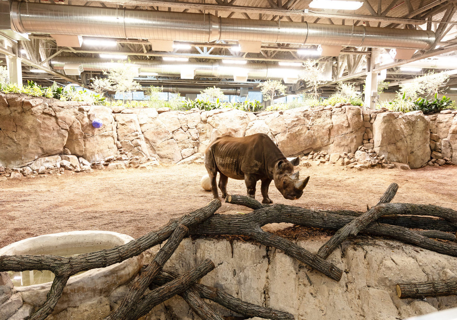 MKE Zoo Rhino Exhibit 1