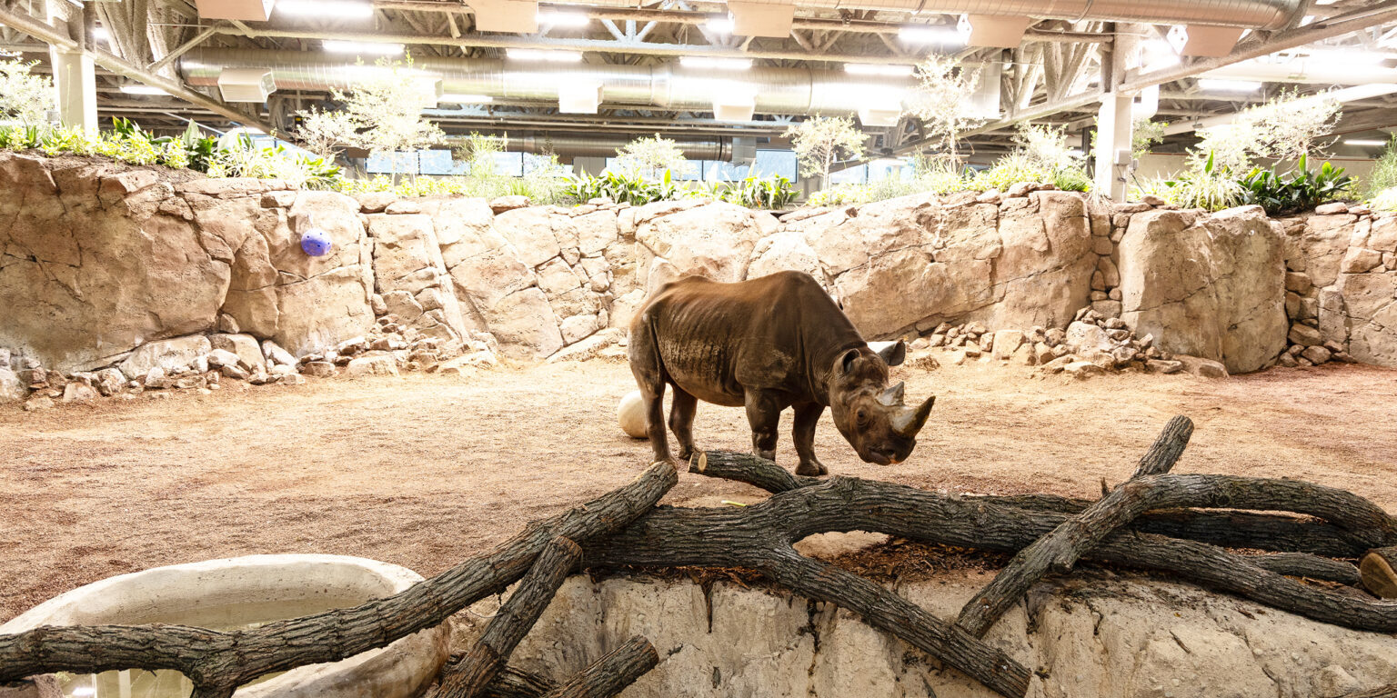 MKE Zoo Rhino Exhibit 1